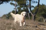 GOLDEN RETRIEVER 590